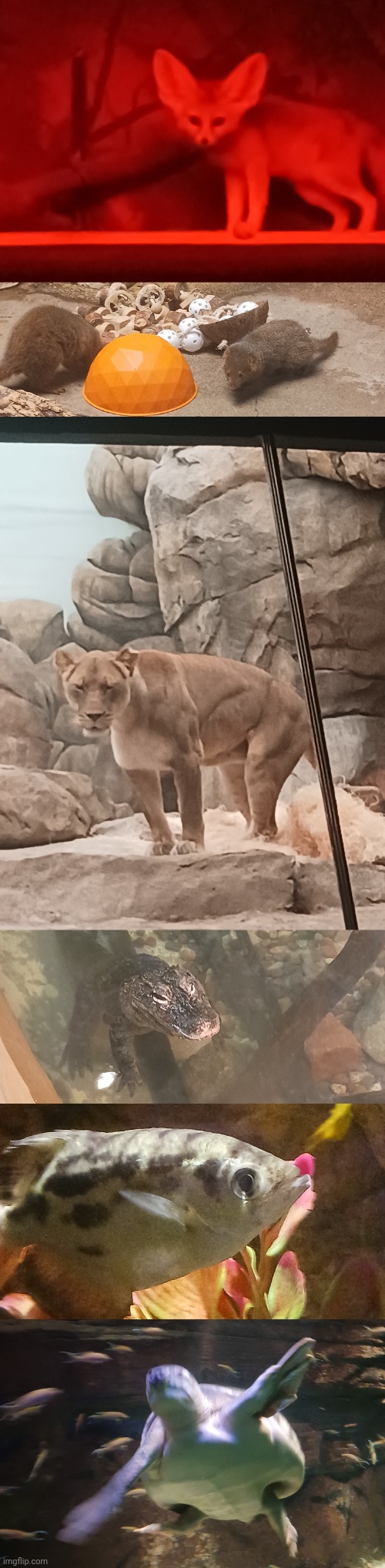 Here's the scrimbliest schumbys | image tagged in milwaukee zoo | made w/ Imgflip meme maker