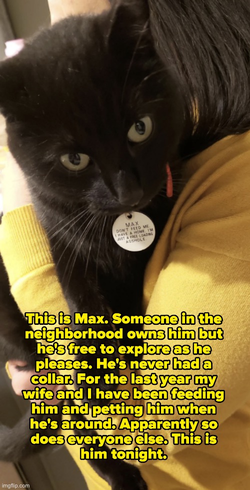 Read the collar tag? | image tagged in cats,funny cats,freeloaders,manipulation,gluttony,turd | made w/ Imgflip meme maker