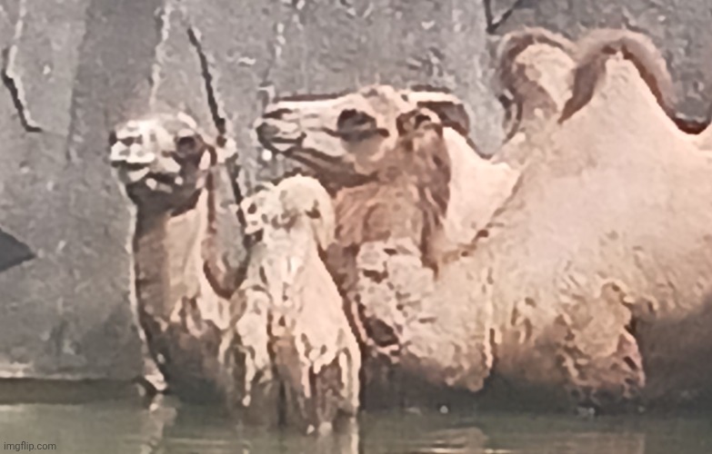 "how's it feel working with the 2 dumbest animals in the zoo? Oh. I was talking to the camels." (Reference) | image tagged in milwaukee zoo | made w/ Imgflip meme maker