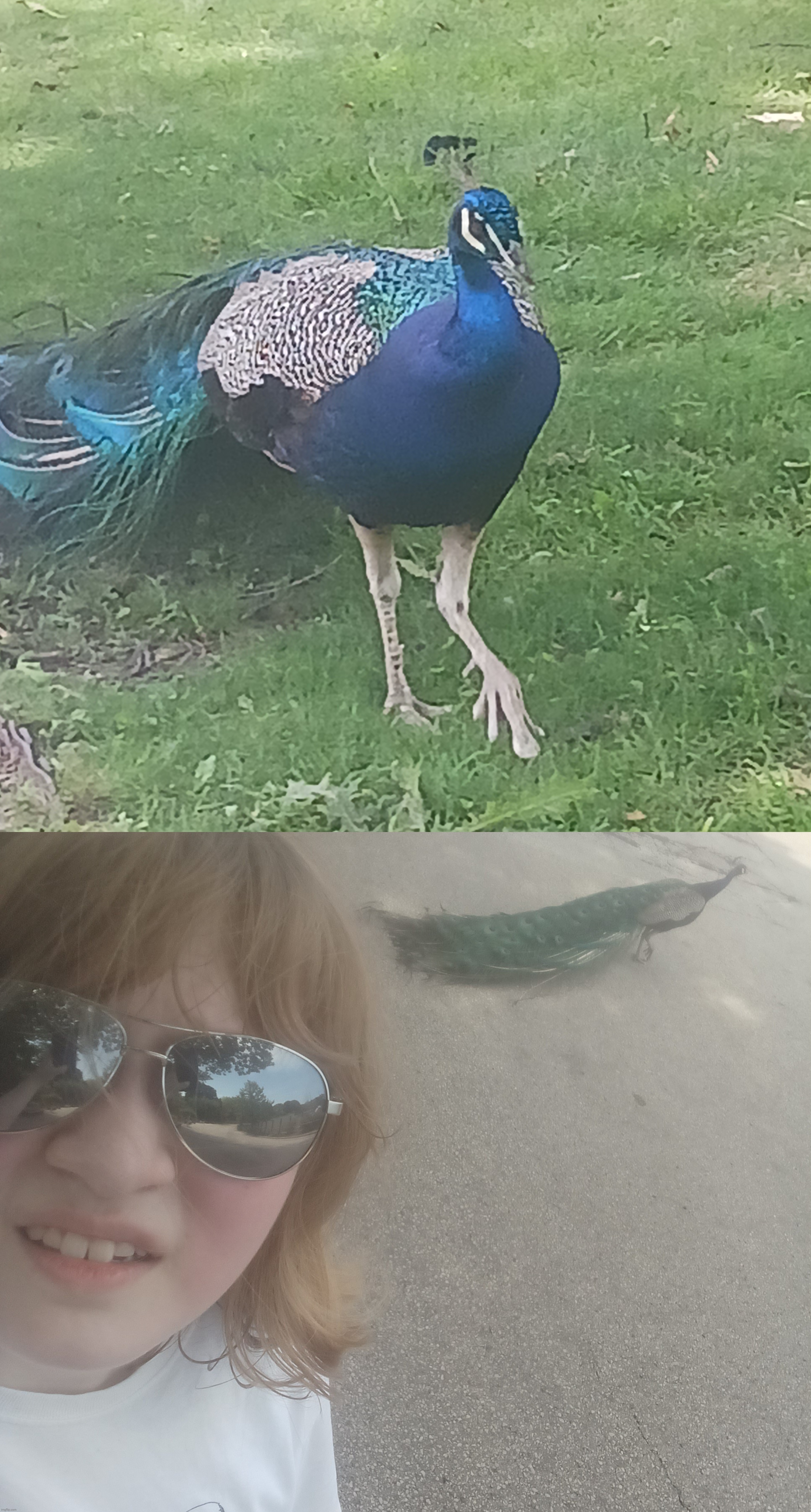 Anyway one of the pee cocks eacaped | image tagged in milwaukee zoo | made w/ Imgflip meme maker