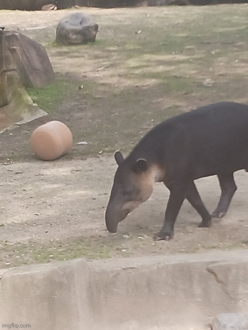 Know what else is massive? LOW TAPIR FADE | image tagged in milwaukee zoo | made w/ Imgflip meme maker