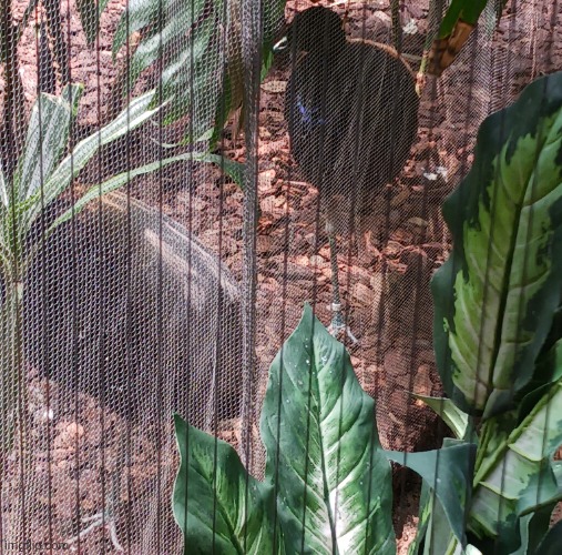 yo chat I just met DAMN!!!!!!!!!!!! in real life, he's really chill, DAMN!!!!!!!!!!!! is a w fr | image tagged in milwaukee zoo | made w/ Imgflip meme maker