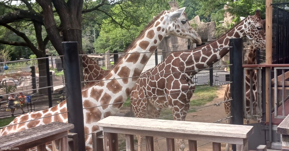 Graf. | image tagged in milwaukee zoo | made w/ Imgflip meme maker