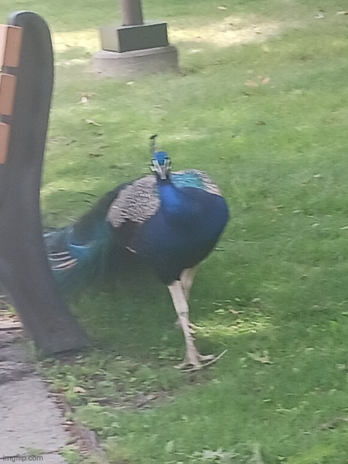 Another sighting of the loose pee cock | image tagged in milwaukee zoo | made w/ Imgflip meme maker