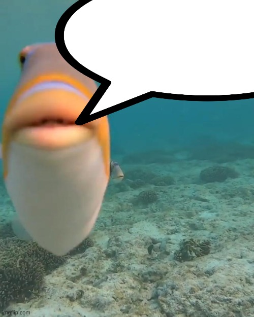 staring fish | image tagged in staring fish | made w/ Imgflip meme maker