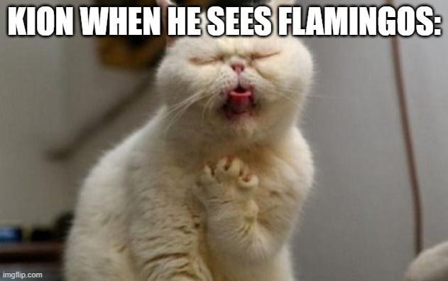 Disgusted Cat | KION WHEN HE SEES FLAMINGOS: | image tagged in disgusted cat | made w/ Imgflip meme maker