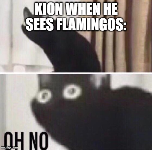 Oh no cat | KION WHEN HE SEES FLAMINGOS: | image tagged in oh no cat | made w/ Imgflip meme maker