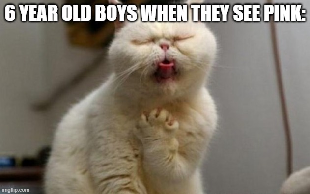 Disgusted Cat | 6 YEAR OLD BOYS WHEN THEY SEE PINK: | image tagged in disgusted cat | made w/ Imgflip meme maker