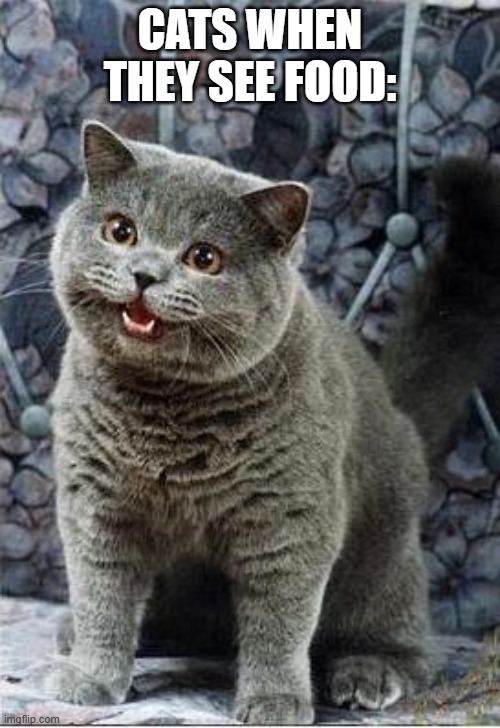 I can has cheezburger cat | CATS WHEN THEY SEE FOOD: | image tagged in i can has cheezburger cat | made w/ Imgflip meme maker