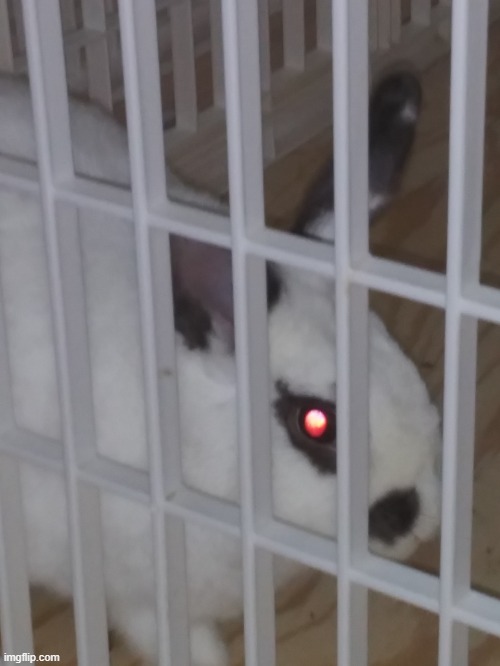 This is my pet rabbit Peaches | image tagged in peaches | made w/ Imgflip meme maker