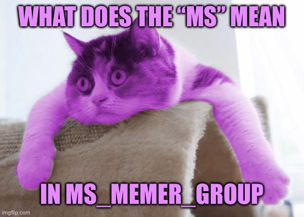 RayCat Stare | WHAT DOES THE “MS” MEAN; IN MS_MEMER_GROUP | image tagged in raycat stare | made w/ Imgflip meme maker