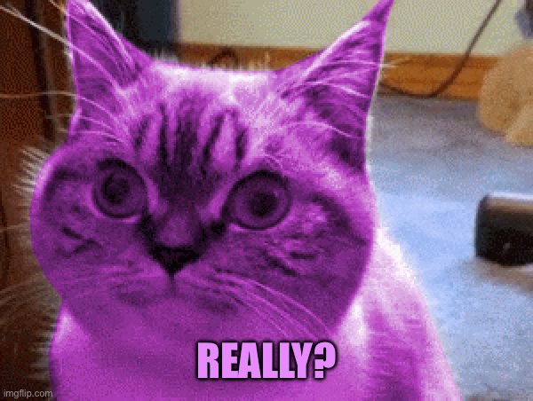 RayCat derp | REALLY? | image tagged in raycat derp | made w/ Imgflip meme maker