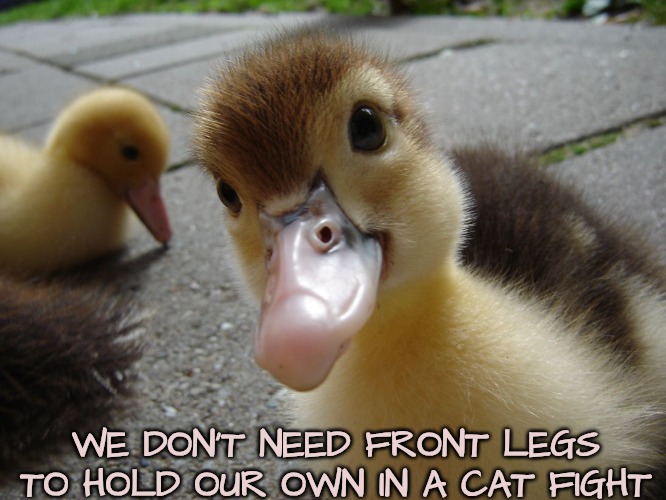 Cute duckling | WE DON'T NEED FRONT LEGS TO HOLD OUR OWN IN A CAT FIGHT | image tagged in cute duckling | made w/ Imgflip meme maker