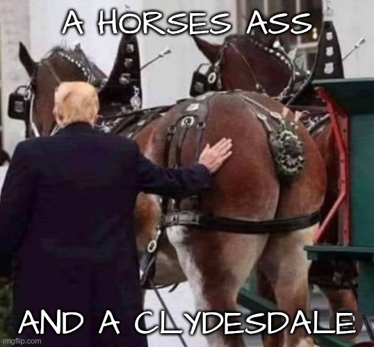 A horses ass | A HORSES ASS; AND A CLYDESDALE | image tagged in trump,gop,maga,nazi,fascist | made w/ Imgflip meme maker