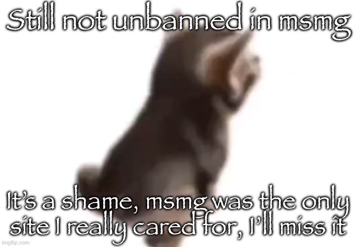 Side el gatito | Still not unbanned in msmg; It’s a shame, msmg was the only site I really cared for, I’ll miss it | image tagged in side el gatito | made w/ Imgflip meme maker