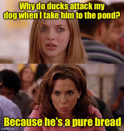 Purebred | Why do ducks attack my dog when I take him to the pond? Because he’s a pure bread | image tagged in mean girls,bad pun dog | made w/ Imgflip meme maker