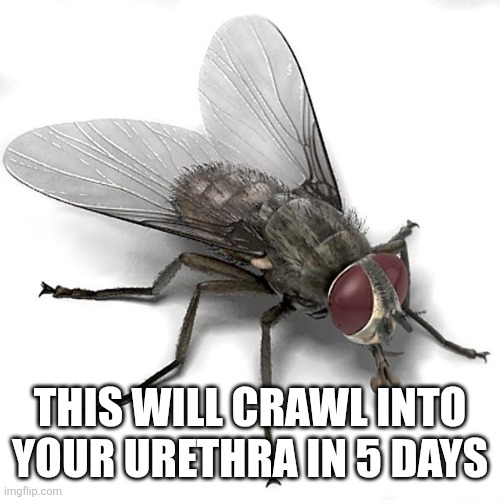 Fly | THIS WILL CRAWL INTO YOUR URETHRA IN 5 DAYS | image tagged in scumbag house fly | made w/ Imgflip meme maker