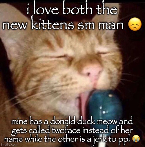 silly goober 2 | i love both the new kittens sm man 😞; mine has a donald duck meow and gets called twoface instead of her name while the other is a jerk to ppl 😭 | image tagged in silly goober 2 | made w/ Imgflip meme maker