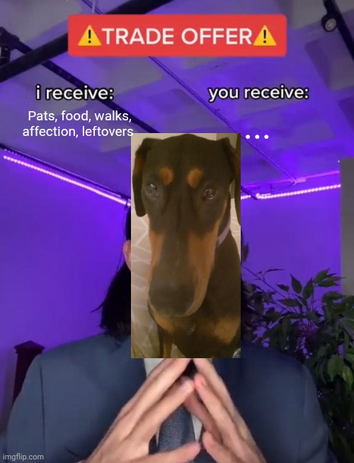 Trade Offer | Pats, food, walks, affection, leftovers; ... | image tagged in trade offer,cute dog,dogs pets funny,dogs,funny | made w/ Imgflip meme maker