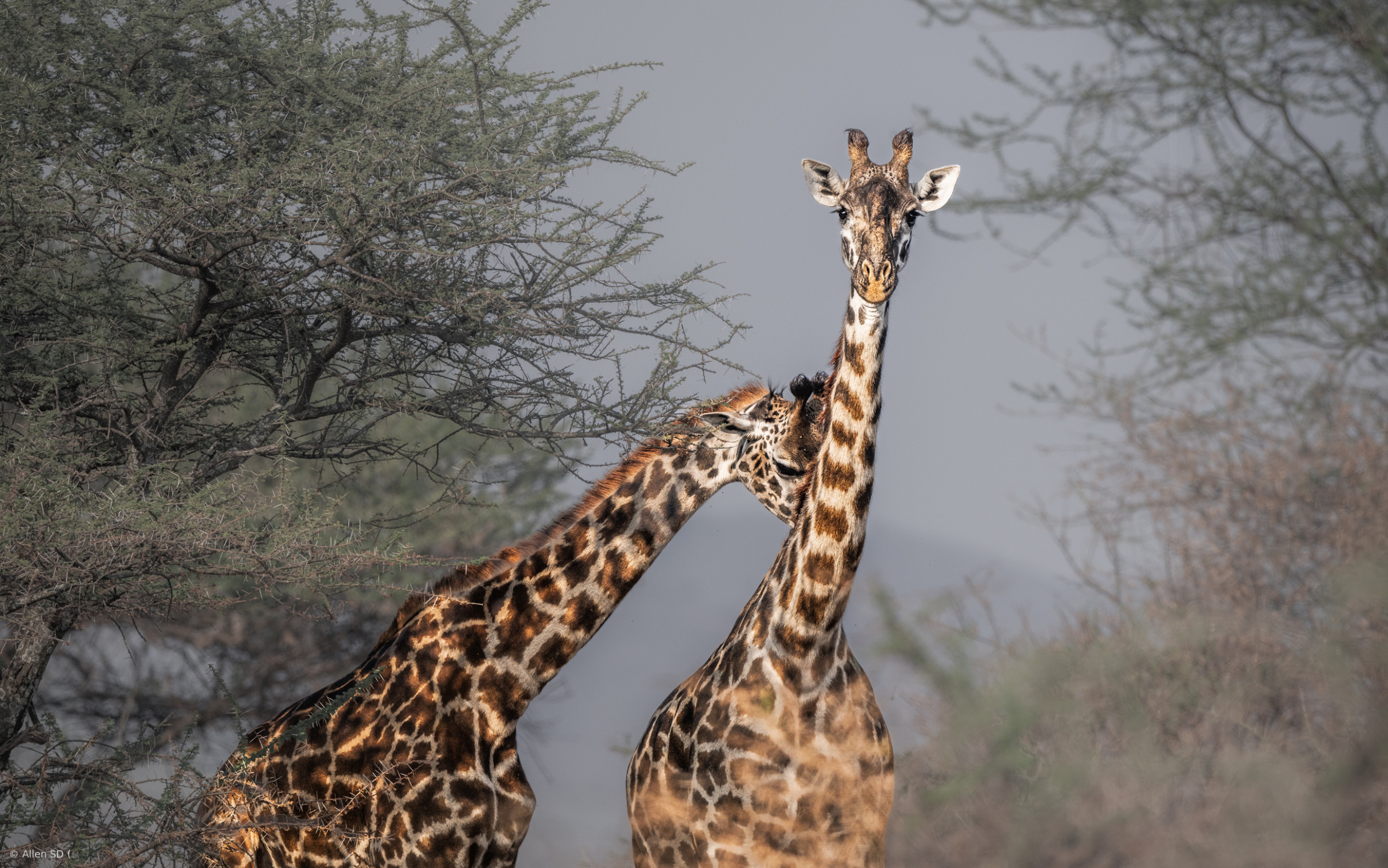 Giraffe Lean On Blank Meme Template
