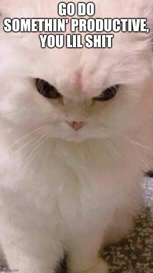 Productivity | GO DO SOMETHIN' PRODUCTIVE, YOU LIL SHIT | image tagged in angry cat | made w/ Imgflip meme maker