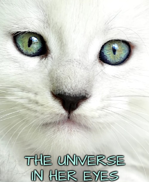 When Nature Causes Humility in Humans | THE UNIVERSE IN HER EYES | image tagged in i am humbled,cats | made w/ Imgflip meme maker