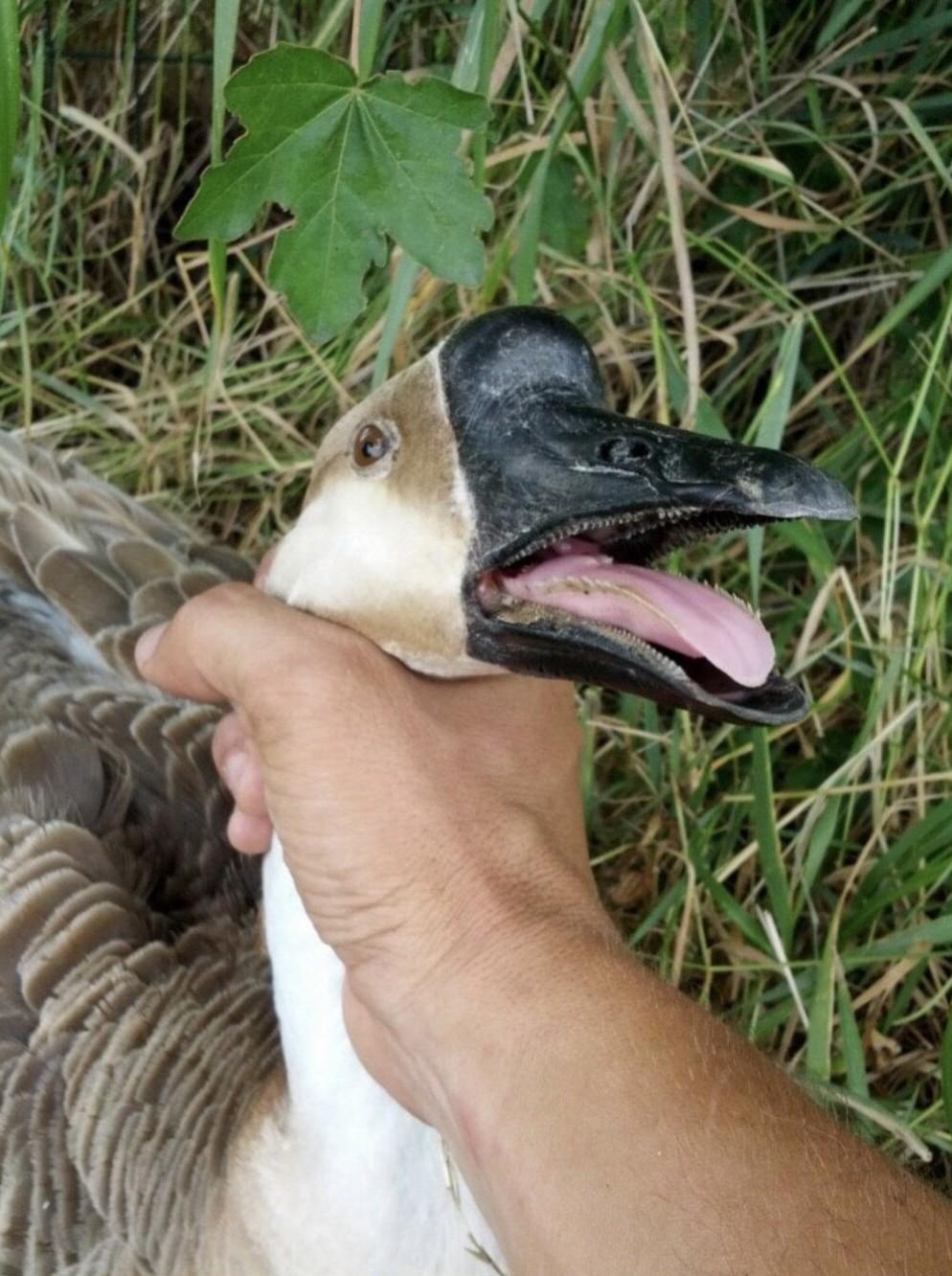 Dick duck Blank Meme Template