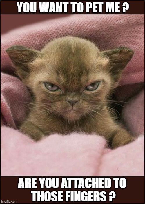 Be Afraid ... Very Afraid ! | YOU WANT TO PET ME ? ARE YOU ATTACHED TO
 THOSE FINGERS ? | image tagged in cats,kitten,be afraid,fingers | made w/ Imgflip meme maker