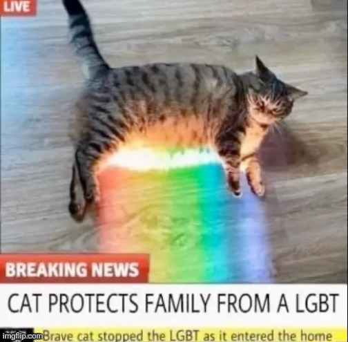 Salute this cat | image tagged in salute,lgbtq,brave ahh cat,cat,brave cat | made w/ Imgflip meme maker