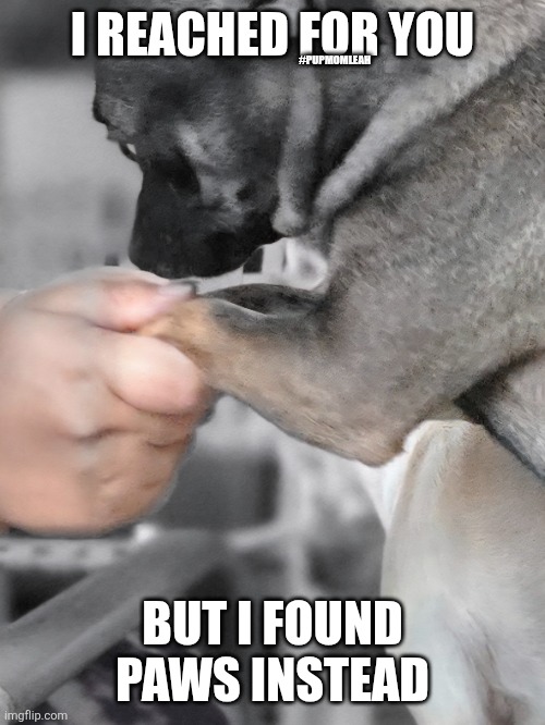 Dog love | I REACHED FOR YOU; #PUPMOMLEAH; BUT I FOUND PAWS INSTEAD | image tagged in dogs,dog,true love | made w/ Imgflip meme maker