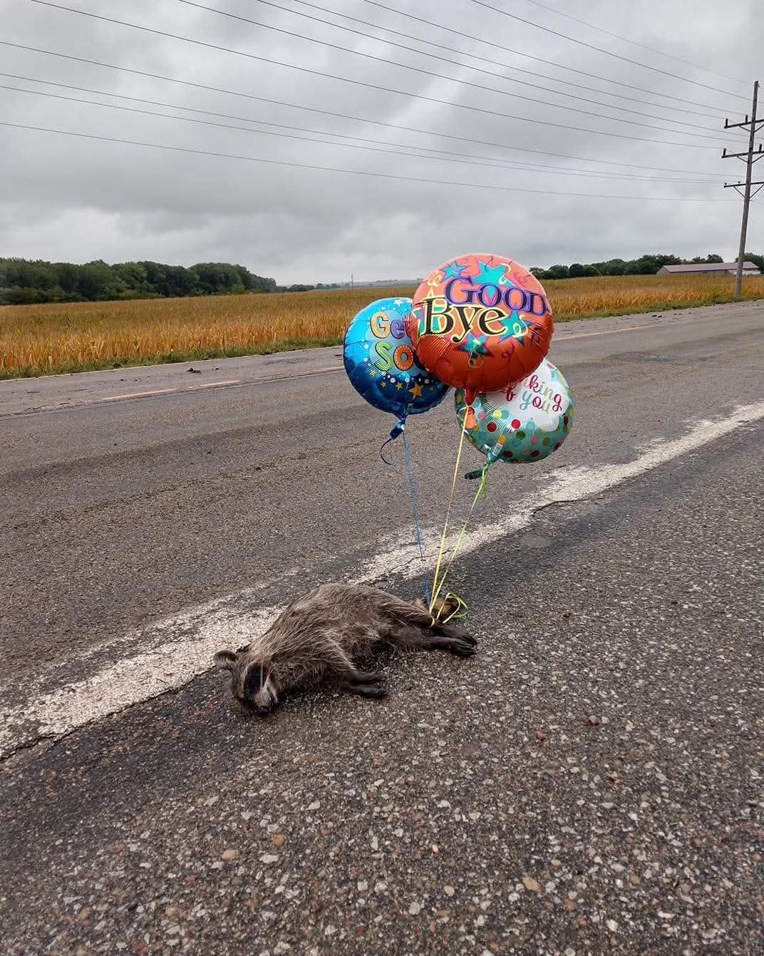 Balloon on roadkill Blank Meme Template