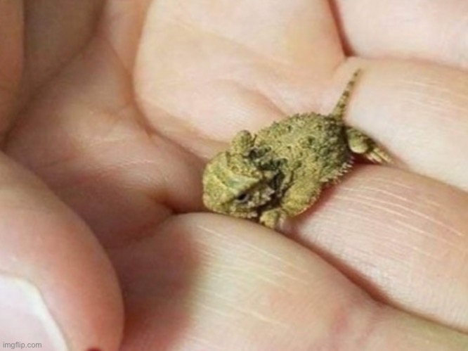 Him | made w/ Imgflip meme maker