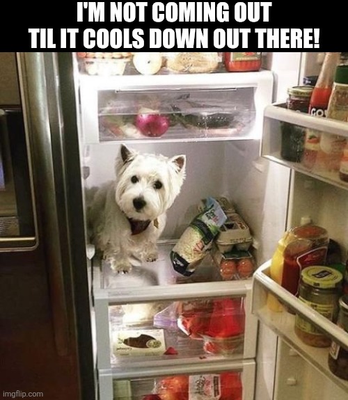 I'm Not Coming Out Til It Cools Down Out There! | I'M NOT COMING OUT TIL IT COOLS DOWN OUT THERE! | image tagged in chrisjoines1 | made w/ Imgflip meme maker