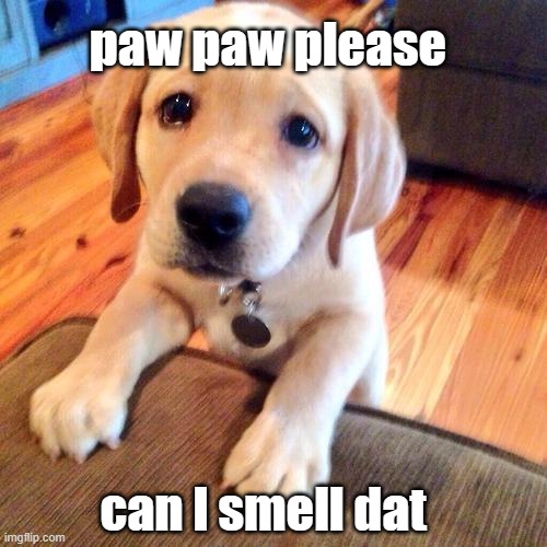 Paw Paw Please | paw paw please; can I smell dat | image tagged in puppy dog eyes,sad puppy,puppy love,pupper,doggo,cute puppy | made w/ Imgflip meme maker