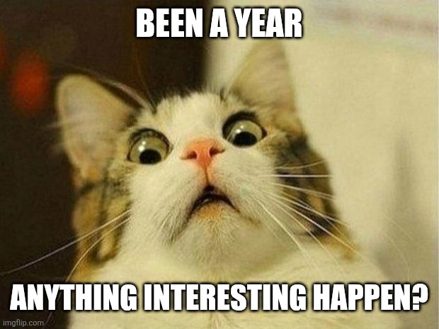Scared Cat | BEEN A YEAR; ANYTHING INTERESTING HAPPEN? | image tagged in memes,scared cat | made w/ Imgflip meme maker