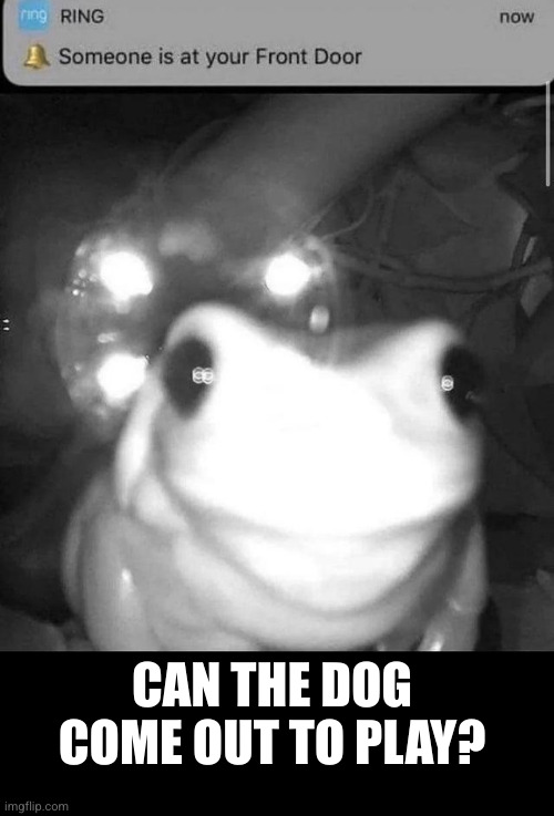 frog front door | CAN THE DOG COME OUT TO PLAY? | image tagged in frog front door | made w/ Imgflip meme maker