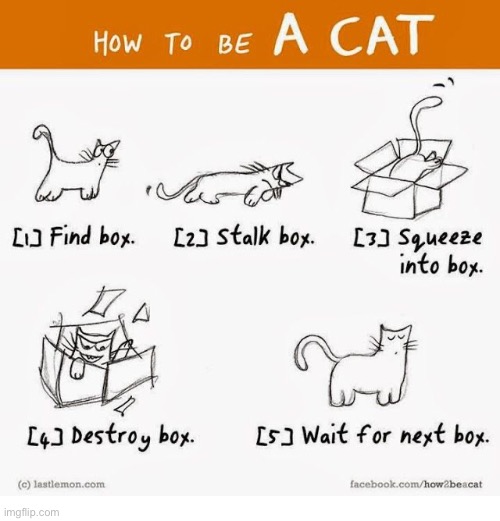 image tagged in cats,comics,how to be a cat | made w/ Imgflip meme maker