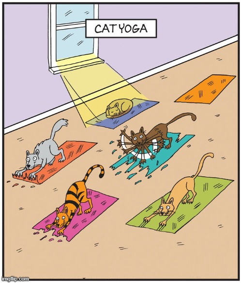 Cat Yoga | image tagged in comics | made w/ Imgflip meme maker