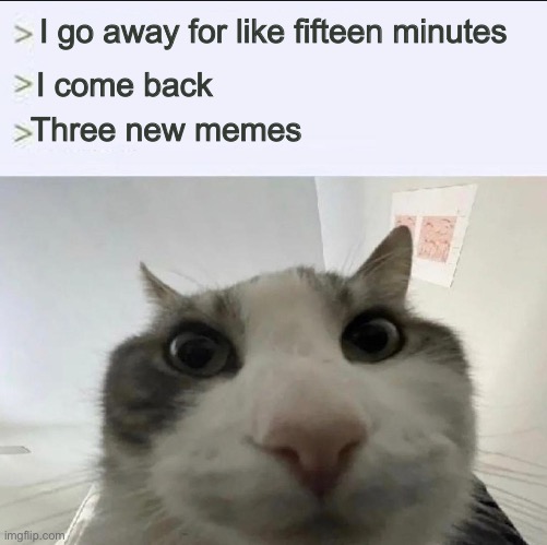 I’m sorry idk why I posted this im just bored | I go away for like fifteen minutes; I come back; Three new memes | image tagged in cat looks inside,sorry | made w/ Imgflip meme maker