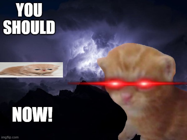 YOU SHOULD (sad kitten 3) NOW! | YOU SHOULD; NOW! | image tagged in cat funny | made w/ Imgflip meme maker