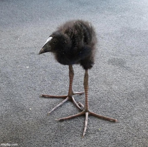 bored | image tagged in pukeko chick | made w/ Imgflip meme maker