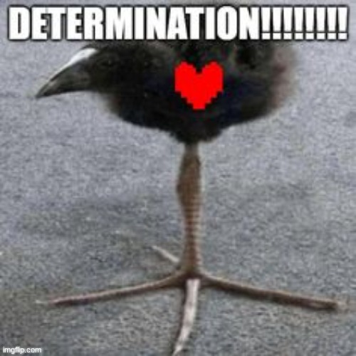 this came to me in a dream | image tagged in determination | made w/ Imgflip meme maker