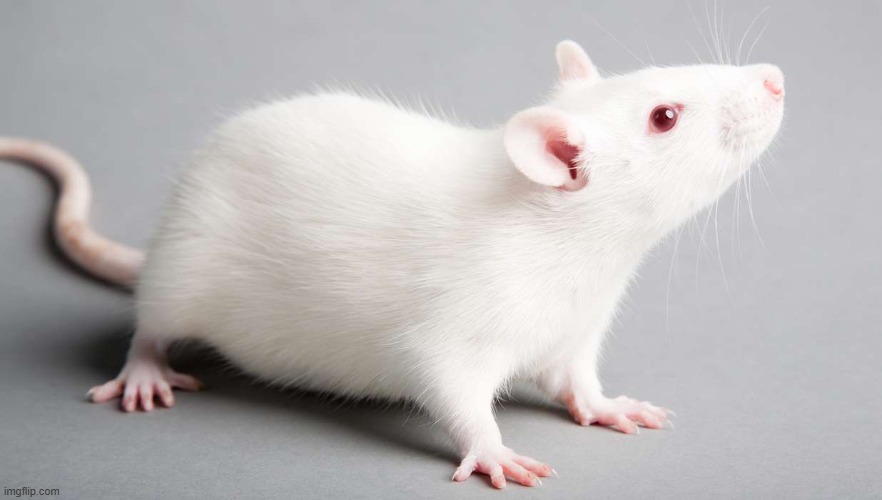 rat :3 | made w/ Imgflip meme maker