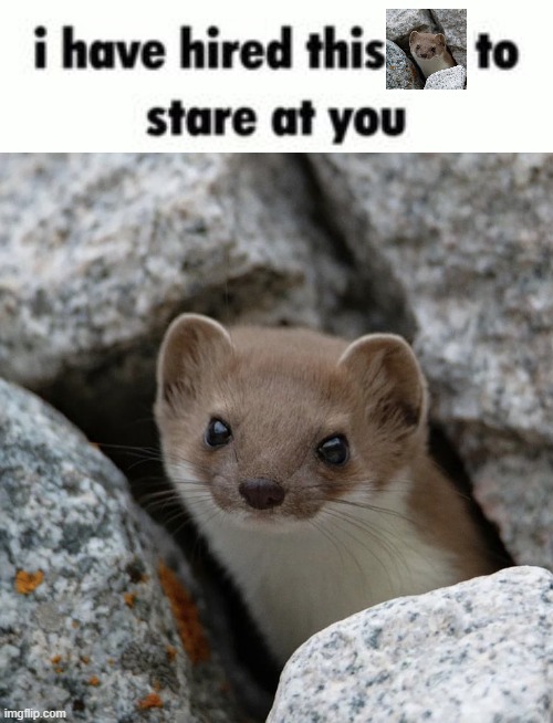 stoat :3 | made w/ Imgflip meme maker