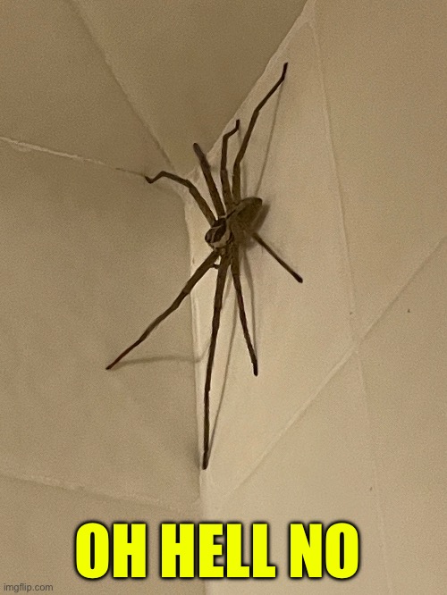 Nightmare Spider | OH HELL NO | image tagged in spider,arachnophobia,oh hell no,nope nope nope,huge,meanwhile in australia | made w/ Imgflip meme maker