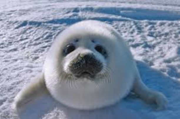 seal time | made w/ Imgflip meme maker