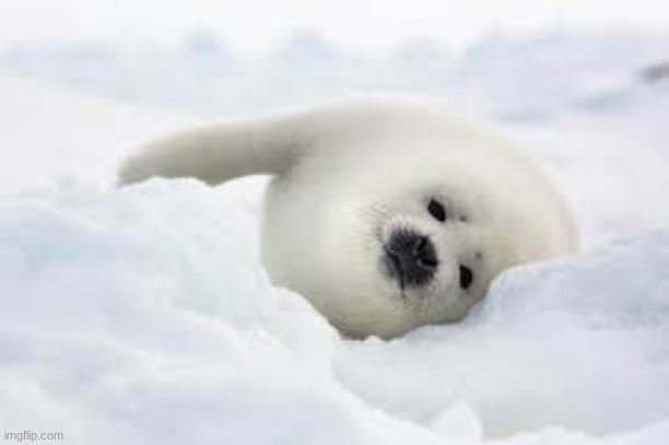 another seal | made w/ Imgflip meme maker