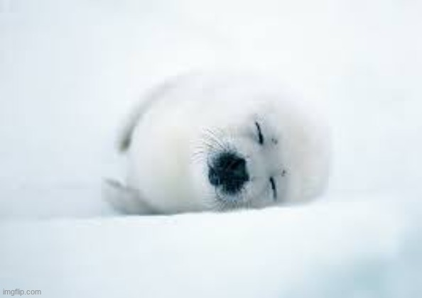 yet another seal | made w/ Imgflip meme maker