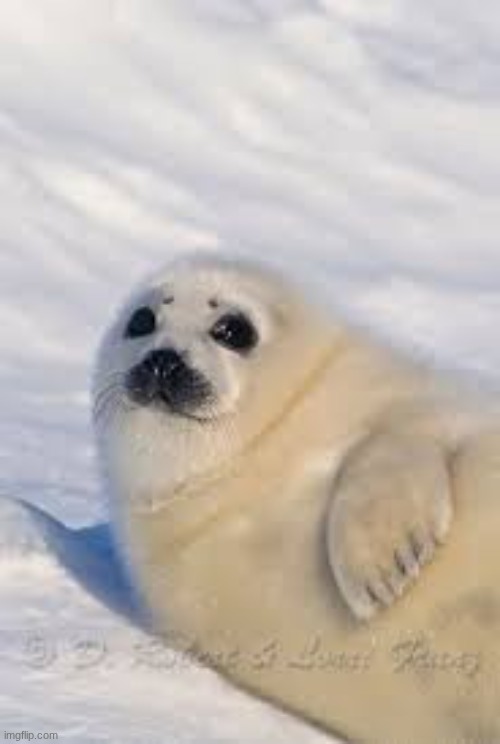 the seal invasion | made w/ Imgflip meme maker