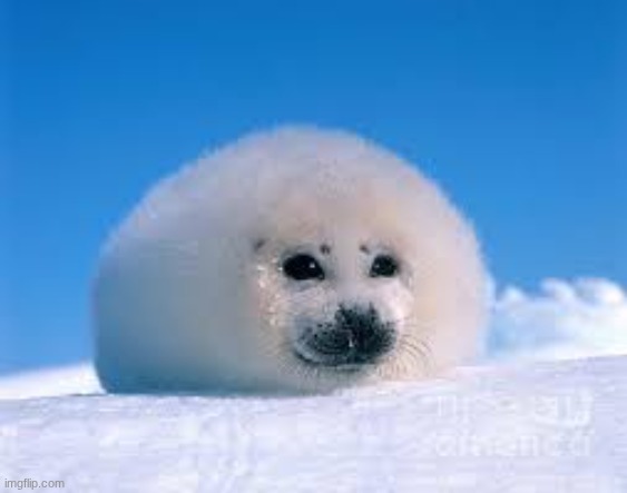 the age of seals has begun | made w/ Imgflip meme maker